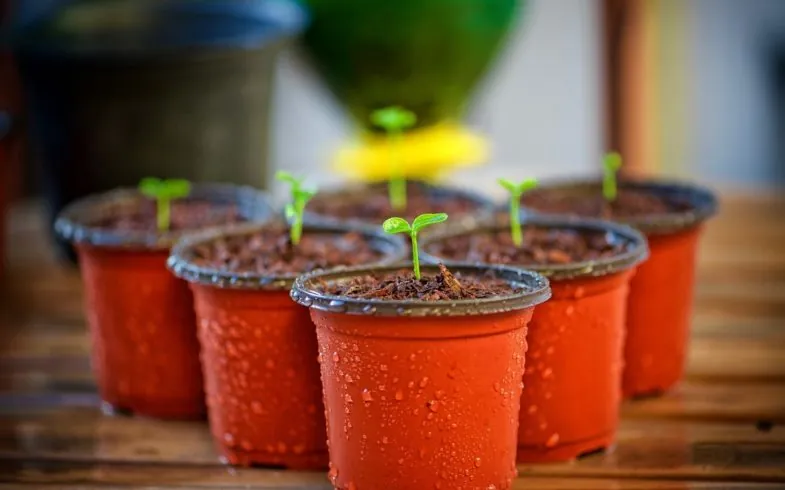 Plant a Garden, Get Healthy