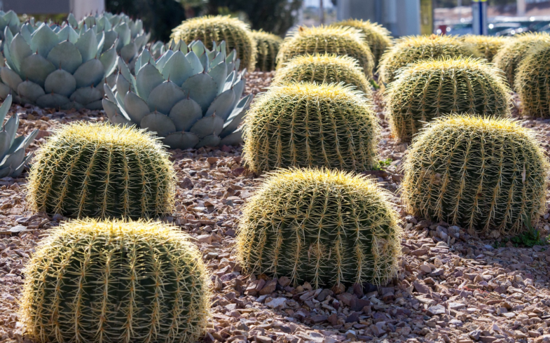 Landscaping: Beauty Today and a Better Tomorrow